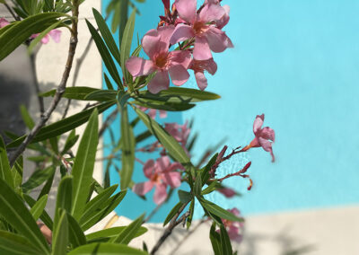 Laurier en fleurs